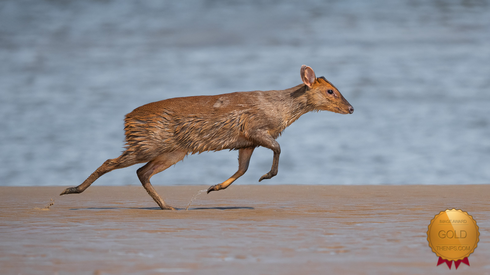 Gold Award winning photograph by Peter Woods